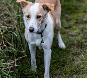 Bella the dog