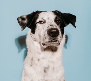 Coco the dog