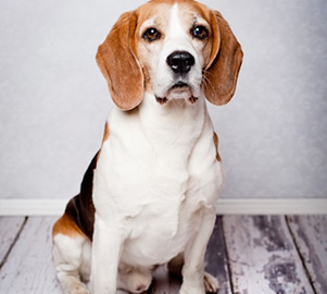 Daisy the dog