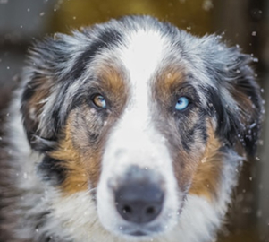 Luna the dog
