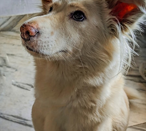 Max the dog