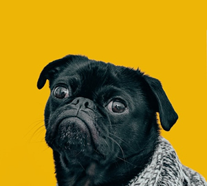 Milo the dog