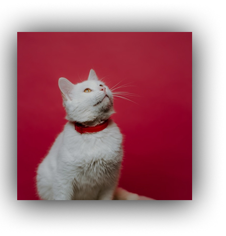 Oreo the cat