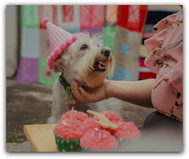 Pet Fair