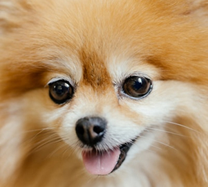 Rocky the dog
